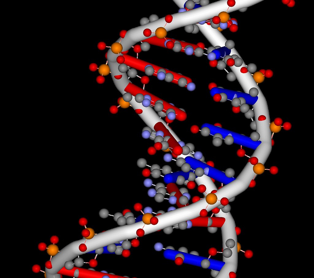 DNA molecule